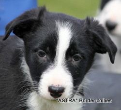 Black and whtie MALE border collie puppy